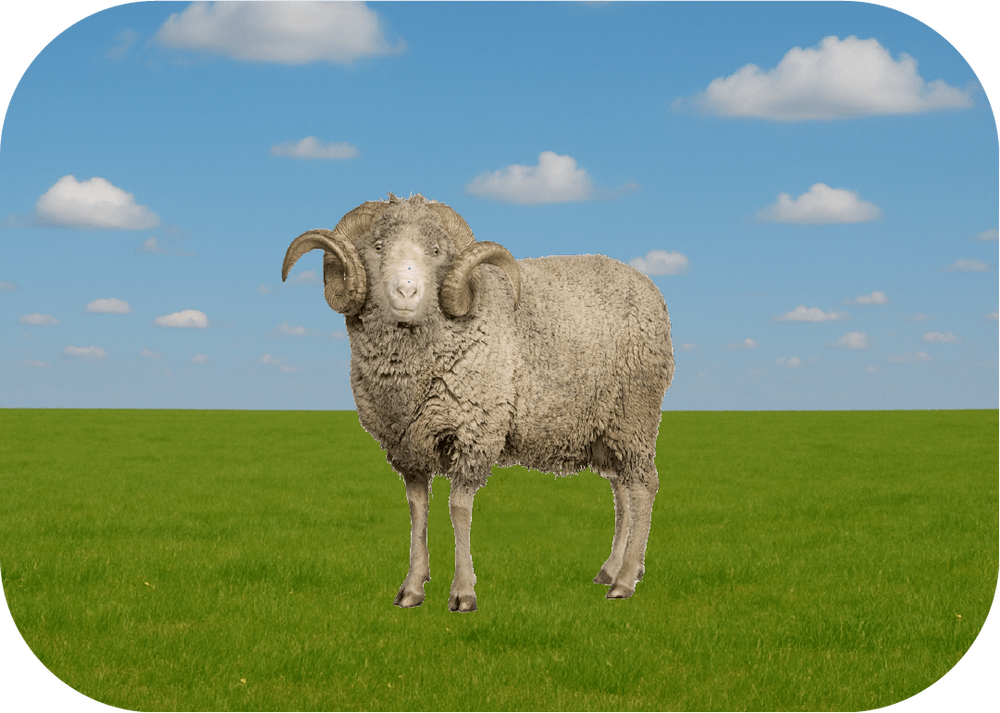 Ekonomik Küçükbaş Kurban Fiyatları 2026